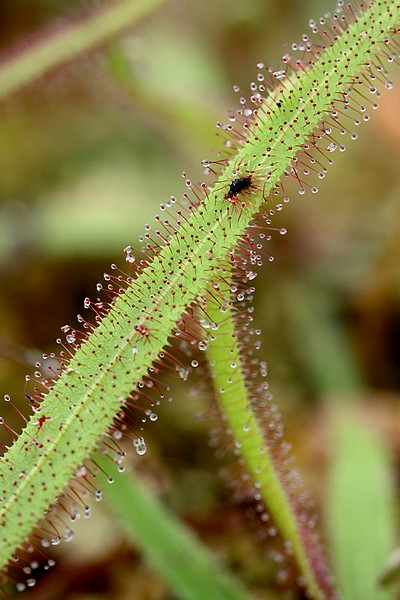 Feuille de Drosera adelae et sa proie, partiellement digérée