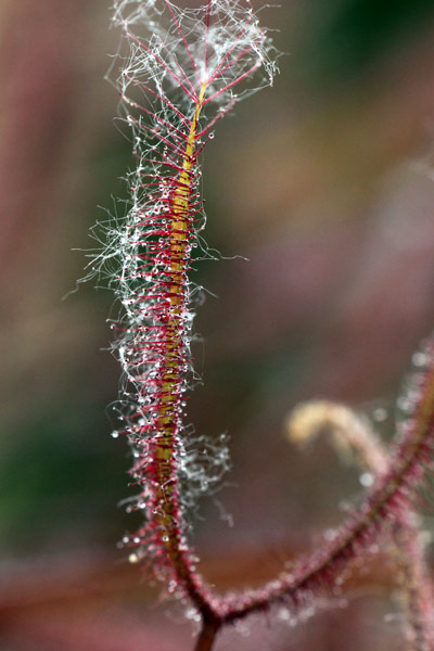 Aigrettes sur Drosera binata