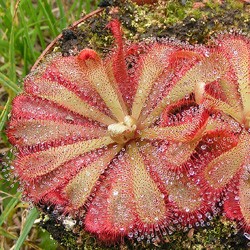 Drosera aliciae