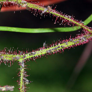 Observation : proies des Drosera : image à la une