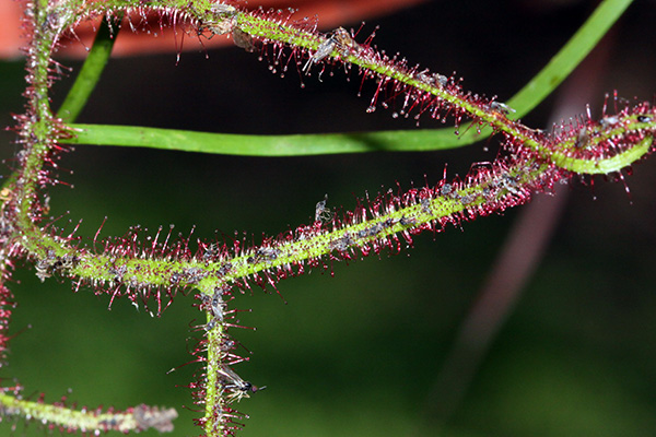 Drosera binata var. multifida, redoutable ennemi des moucherons