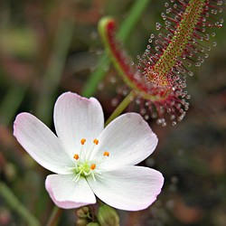 Drosera binata