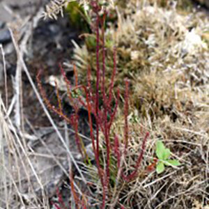 Un champ, des Drosera : image à la une