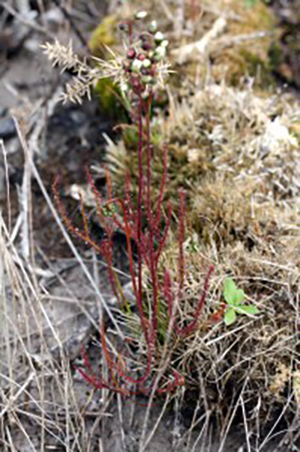 Drosera binata dans un champ en Nouvelle-Zélande