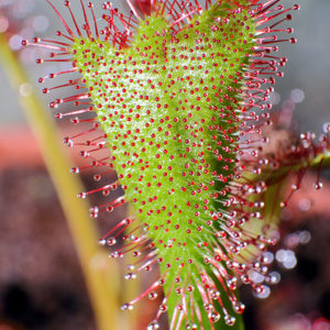 Formations étranges sur des plantes carnivores… : image à la une
