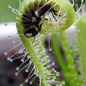 L’incroyable efficacité des Drosera : image à la une