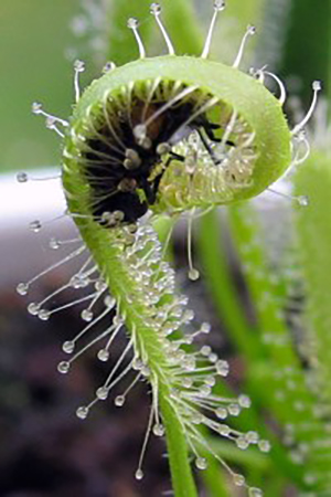 Drosera capensis et sa mouche