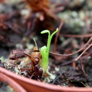 Renaissance d’une plante carnivore : image à la une