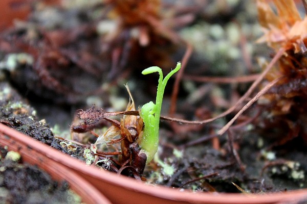 Reprise de Drosera capensis