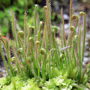 Pas ou peu de mucilage sur vos Drosera ? : image à la une