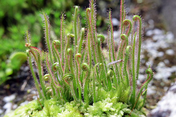 Drosera filiformis en mini tourbière, avec sphaigne humide. Son mucilage est d'un volume modéré à cause du vent sec.