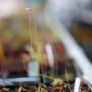 Des plantes carnivores prudentes : image à la une