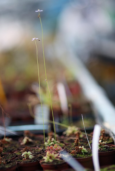 Drosera et inflorescences
