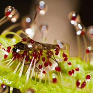 10 anecdotes autour des Drosera : image à la une