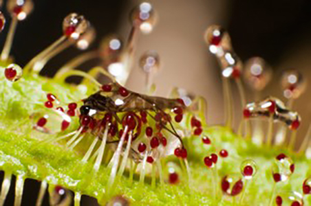 Le repli des tentacules au contact d'une proie est une caractéristique commune à tous les Drosera.