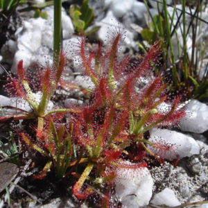 Drosera quartzicola, une Droséracée du Brésil : image à la une