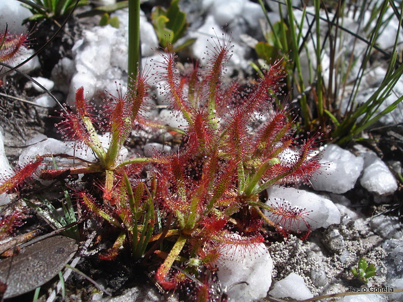 Drosera quartzicola dans son milieu naturel (Photo © Paulo Gonella)
