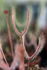 Drosera en culture