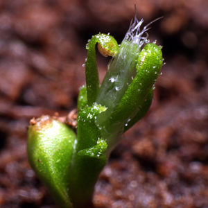 Germination d’une gemme de Drosera scorpioides : image à la une
