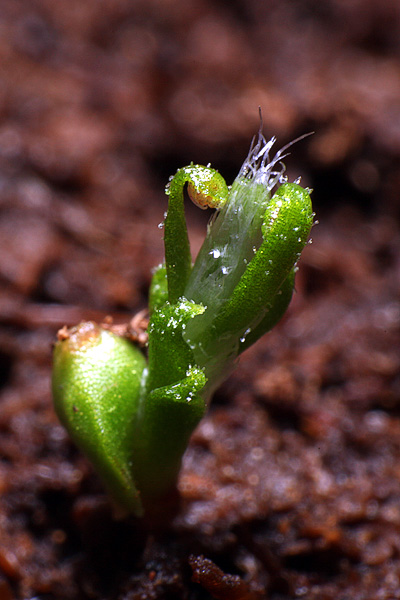 Formation de gemmes de Drosera scorpioides