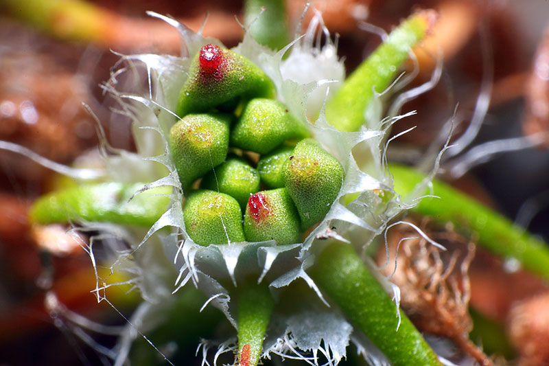 Drosera scorpioide : Des gemmes sur pied : Image à la une