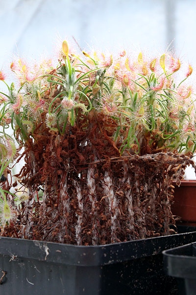 Drosera scorpioides