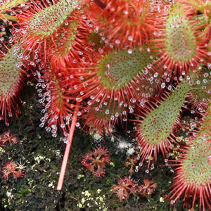 Drosera : semis spontanés : image à la une