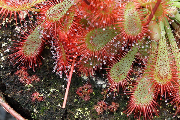 Semis spontanés de Drosera spatulata var. lovellae