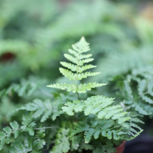 La fougère Dryopteris erythrosora en terrarium : image à la une