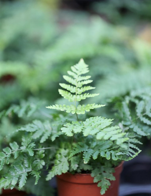Dryopteris erythrosa une superbe fougère de terrarium