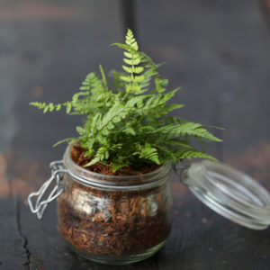 Dryopteris