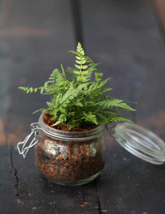 Une belle fougère Dryopteris erytrosa en bocal "À conserver" en vente chez les pépinières Karnivores