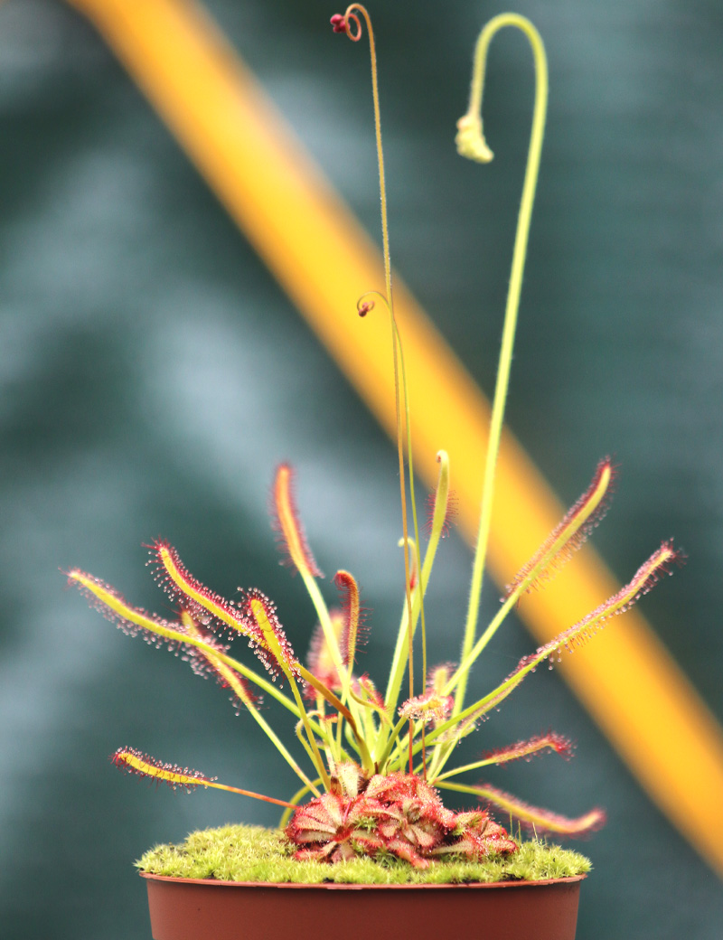Duo de plantes carnivores cultivées dans le même pot