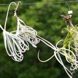 Arrosage comparé de deux Tillandsia : image à la une