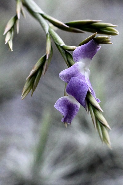 Fleurs de Tillandsia duratii