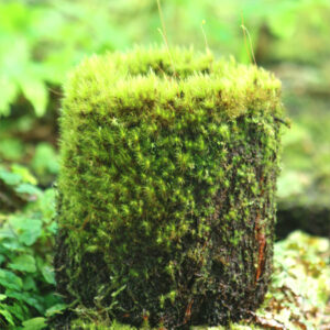 Comment préparer et entretenir le xaxim en terrarium et en serre tropicale : image à la une