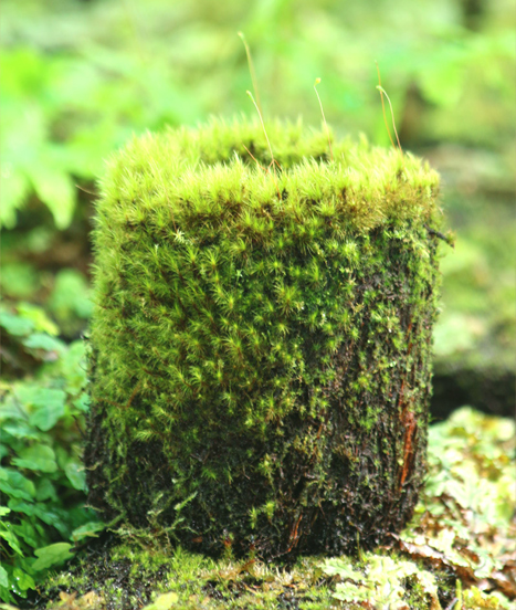 Pot de xaxim naturel colonisé par la mousse dans un environnement humide