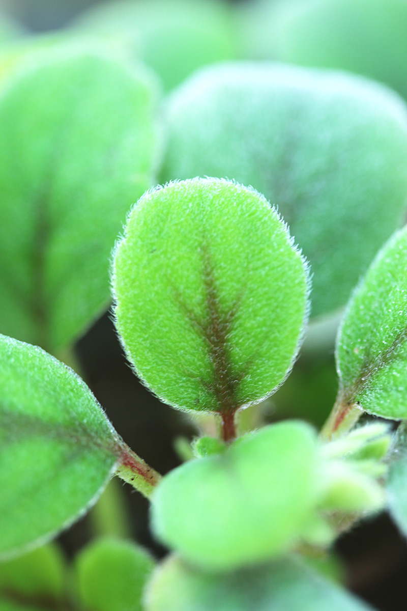Ces feuilles si particulière d'Episcia Dianthiflora