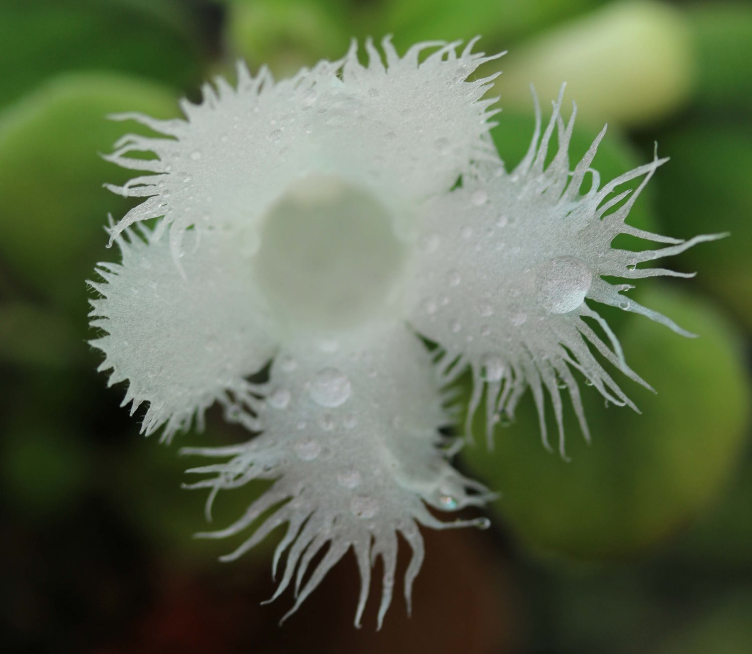 Fleurs étonnante de la plante Alsobia dianthiflora
