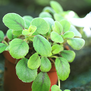 Episcia