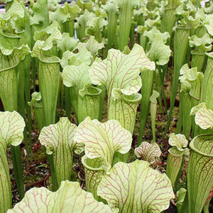 Lumière sur Sarracenia x ‘Evendine’ : image à la une