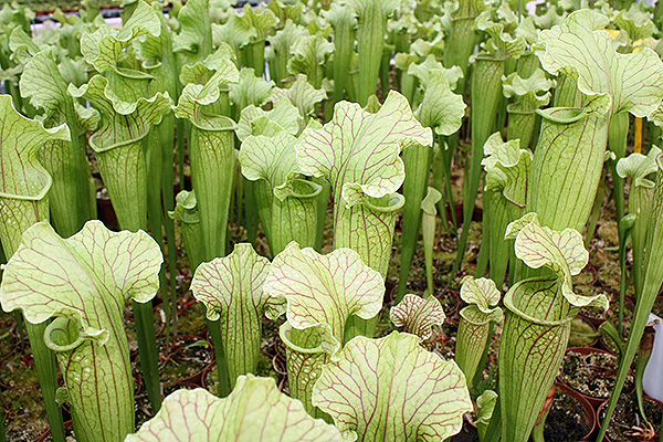 Sarracenia x 'Evendine', ou l'illustration parfaite de la vigueur hybride !