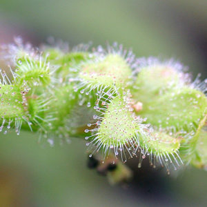 Des plantes à la place des fleurs ! : image à la une