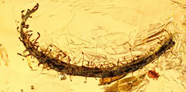 Tentacule végétal dans de l’ambre de la Baltique. Image © PNAS / Université de Göttingen