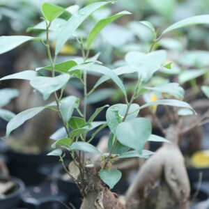 Comment tailler et ligaturer le ficus microcarpa ginseng : Guide complet : image à la une