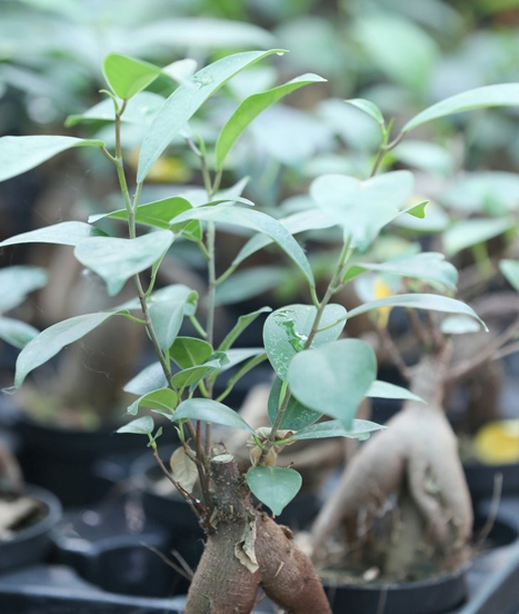 Ficus microcarpa ginseng et sa taille si particulière