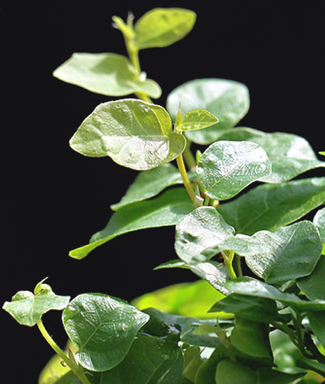 Ficus pumila en intérieur ou en terrarium, une plante étonnante
