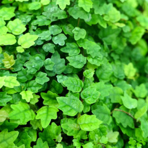 Ficus