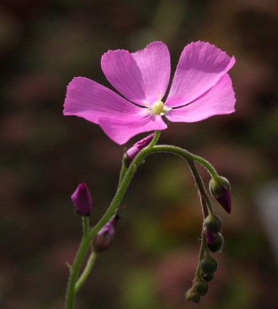 Drosera hamiltonii en fleur