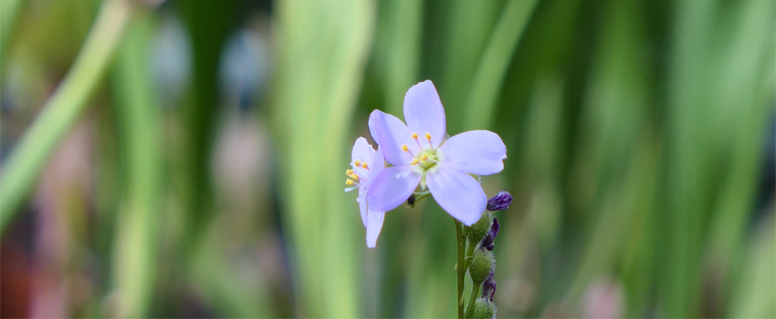 Fleur de Drosera filiforis feuilles rouges